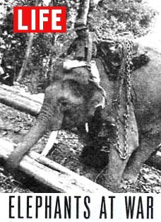  Elephants at War in Burma 