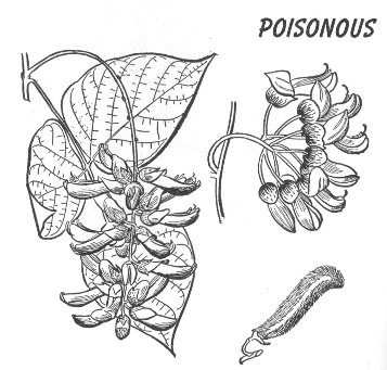  Poisonous plants 